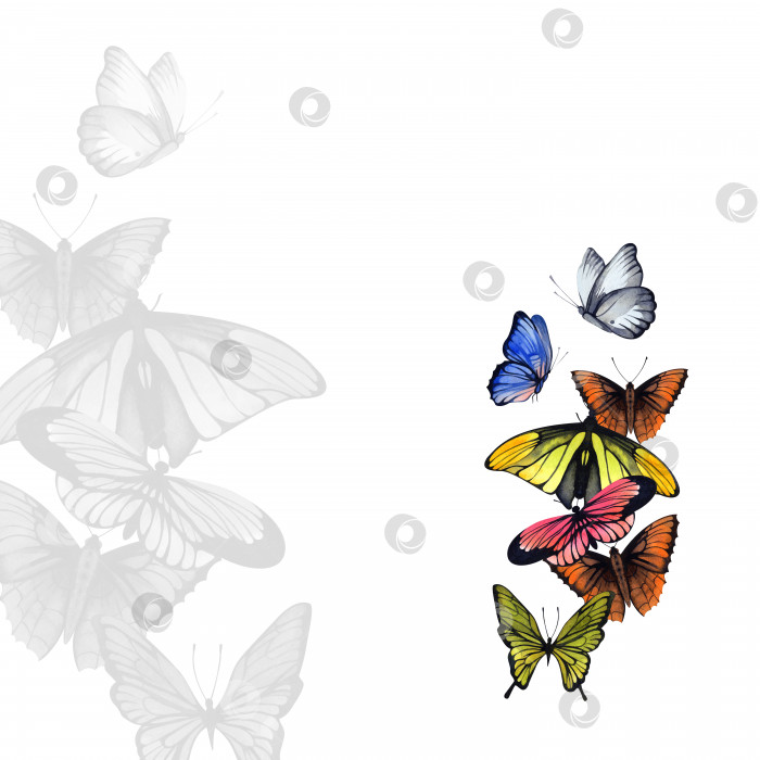Скачать Иллюстрация с изображением бабочек. Акварель. Готовый шаблон для оформления открыток, флаеров, приглашений. фотосток Ozero