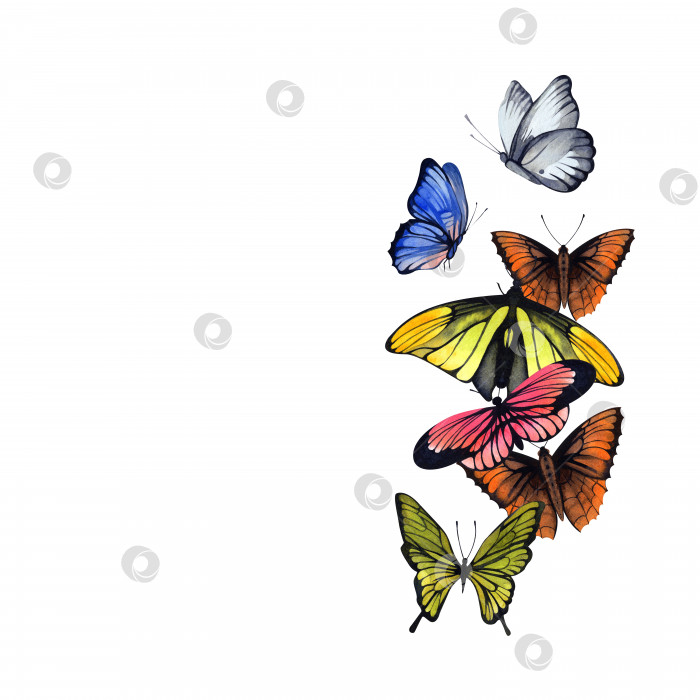 Скачать Иллюстрация с изображением бабочек. Акварель. Готовый шаблон для оформления открыток, флаеров, приглашений. фотосток Ozero