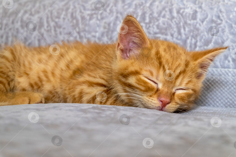 Скачать Маленький рыжий котенок устал и спит фотосток Ozero