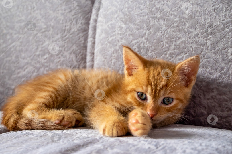 Скачать Маленький рыжий котенок лежит на диване и смотрит в камеру фотосток Ozero