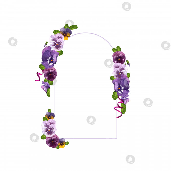 Скачать Анютины глазки и ленты. Форма арки. Ботаническая акварельная иллюстрация фиолетовых цветов анютиных глазок. Изолированный белый фон. фотосток Ozero
