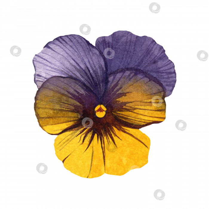 Скачать Цветы и листья анютиных глазок, весенний желто-фиолетовый цветок. Акварельная иллюстрация на изолированном белом фоне. Цветочная иллюстрация. фотосток Ozero