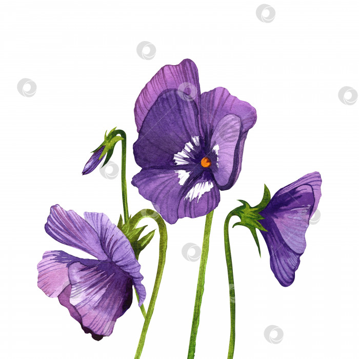 Скачать Цветы и листья анютиных глазок, весенние пурпурные цветы. Акварельная иллюстрация на изолированном белом фоне. Цветочная иллюстрация. фотосток Ozero