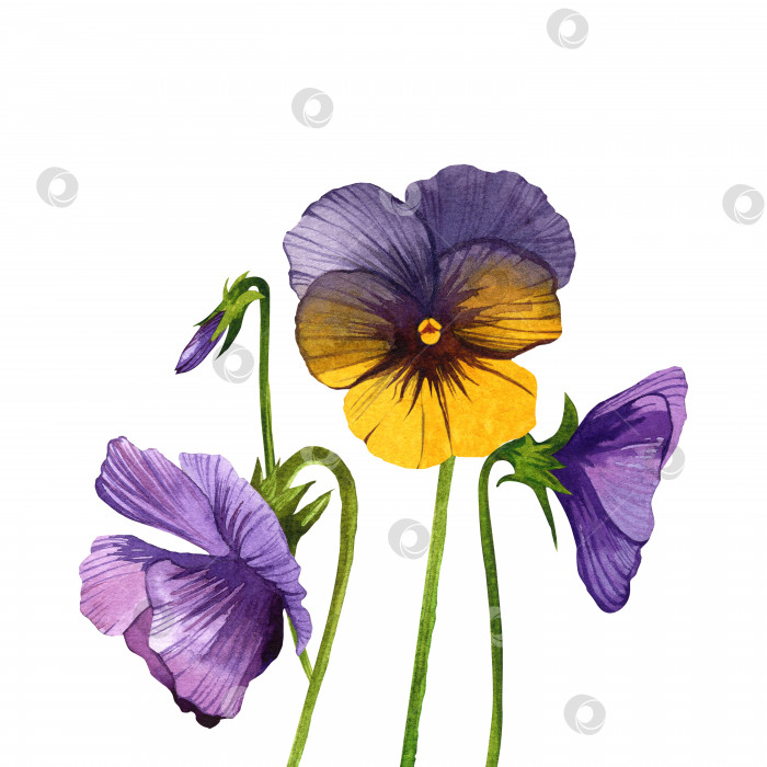 Скачать Цветы и листья анютиных глазок, весенний желто-фиолетовый цветок. Акварельная иллюстрация на изолированном белом фоне. Цветочная иллюстрация. фотосток Ozero