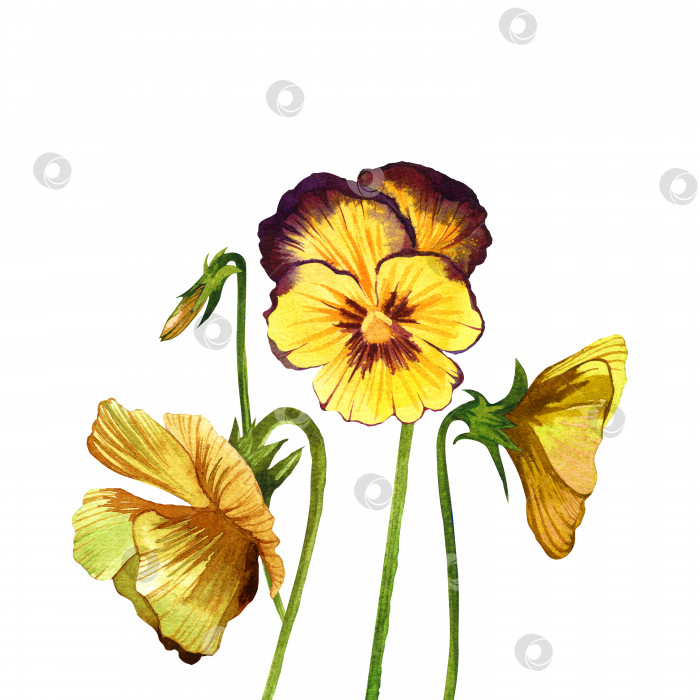 Скачать Цветы и листья анютиных глазок, весенние желто-бордовые цветы. Акварельная иллюстрация на изолированном белом фоне. Цветочная иллюстрация. фотосток Ozero