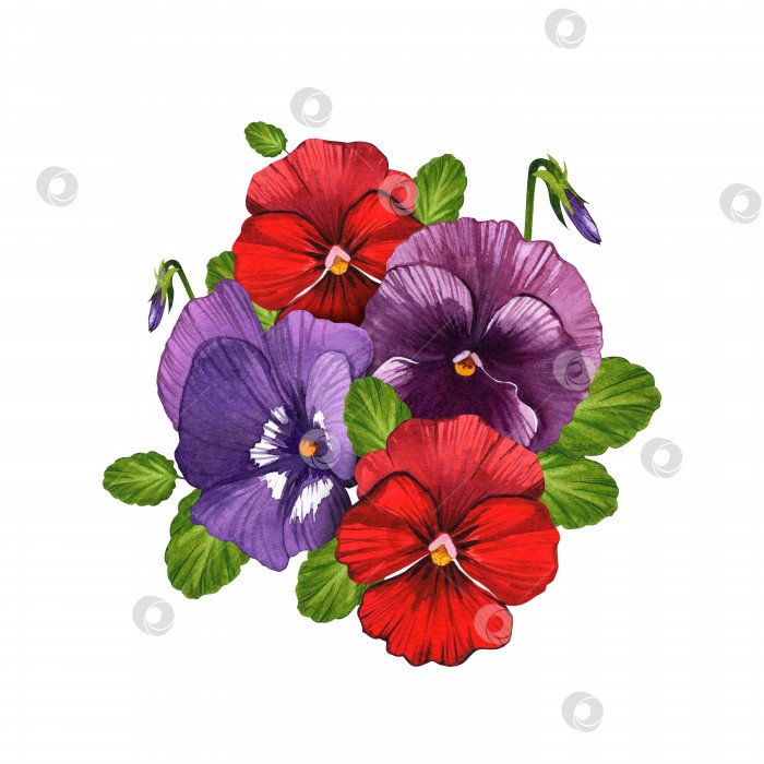 Скачать Цветы и листья анютиных глазок, весенние пурпурные и красные цветы. Акварельная иллюстрация на изолированном белом фоне. Батаническая иллюстрация. фотосток Ozero