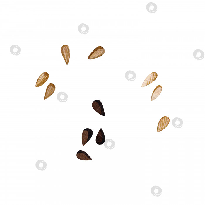 Скачать Семена черного и белого кунжута. Акварельная иллюстрация. Изолированный белый фон. фотосток Ozero