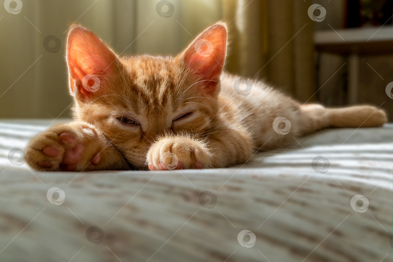Скачать Маленький красивый рыжий полосатый котенок засыпает на диване фотосток Ozero