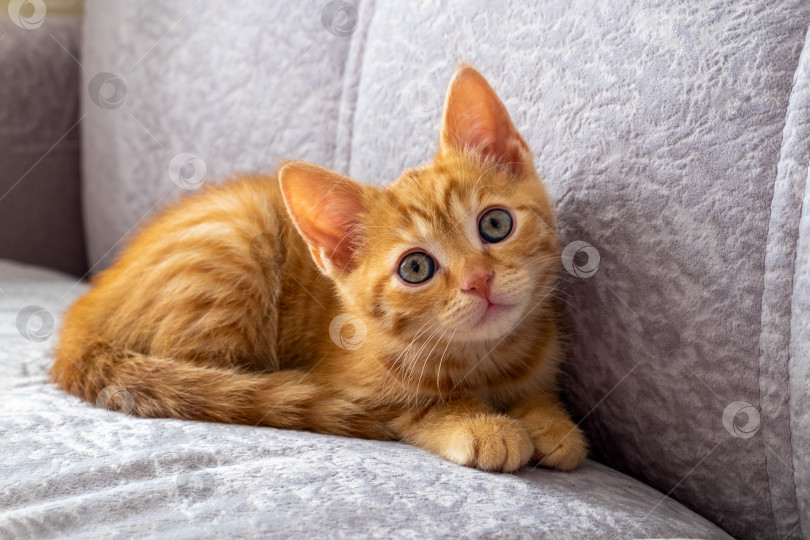 Скачать Маленький рыжий полосатый котенок лежит на диване фотосток Ozero