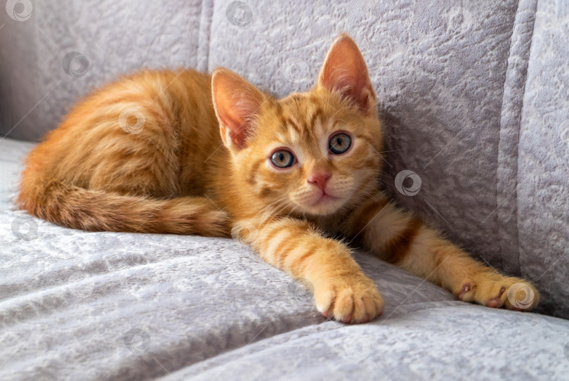 Скачать Маленький рыжий полосатый котенок на сером диване проснулся фотосток Ozero