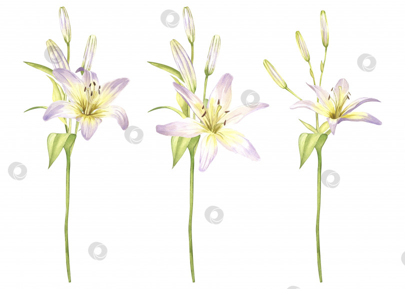 Скачать Белые лилии. Акварельные иллюстрации с изображением нежных белых цветов. Клипарт для дизайна фотосток Ozero