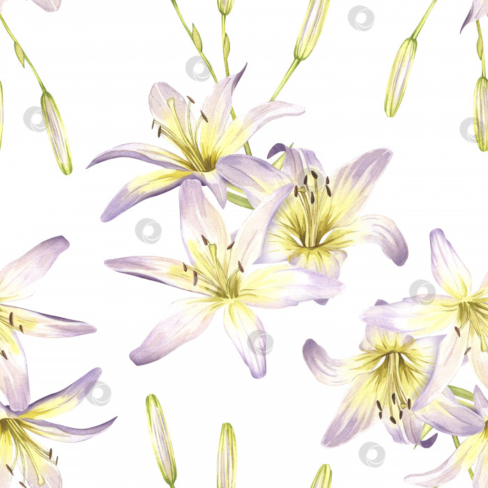Скачать Бесшовный узор из белых лилий. Летние цветы. Нарисованная от руки акварельная иллюстрация фотосток Ozero
