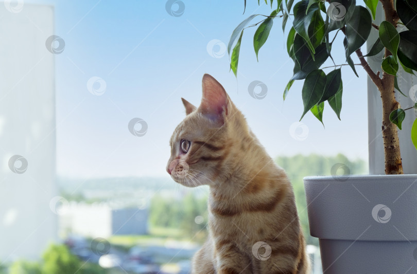 Скачать Рыжий полосатый котенок сидит на подоконнике и смотрит в сторону фотосток Ozero