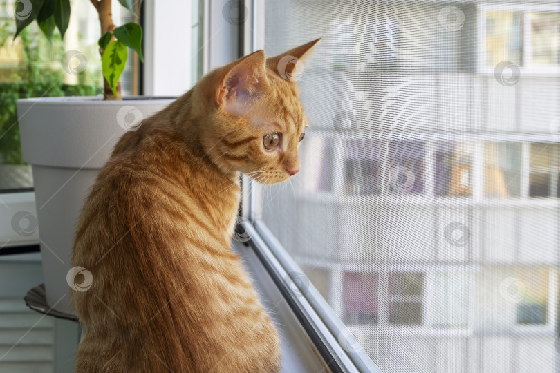 Скачать Рыжий полосатый котенок сидит на подоконнике и смотрит в окно фотосток Ozero