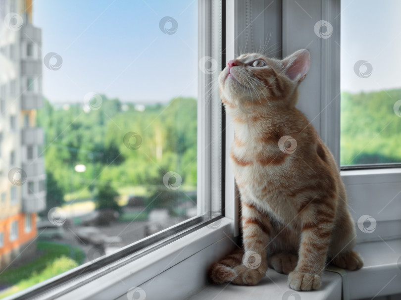 Скачать Рыжий полосатый котенок сидит на подоконнике и смотрит вверх фотосток Ozero