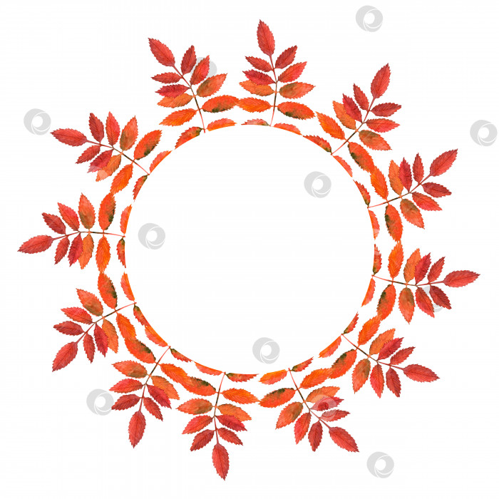 Скачать Акварельная круговая рамка из красных листьев рябины. Венок из сорбированных осенних листьев фотосток Ozero