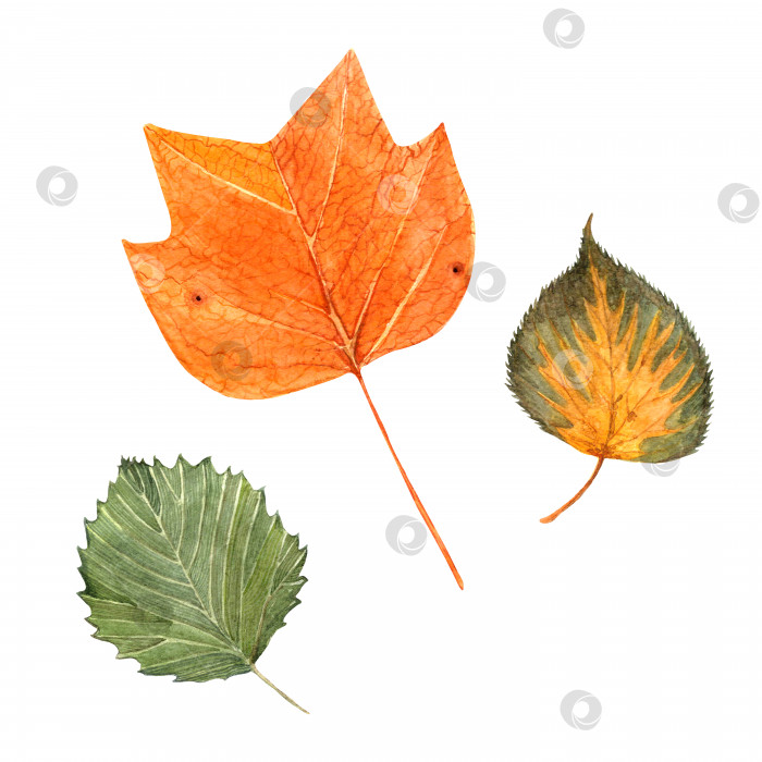 Скачать Набор изолированных элементов, нарисованных акварелью от руки. Сухие осенние листья вяза, липы и тюльпанного дерева. фотосток Ozero