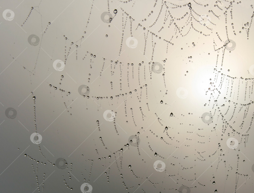 Скачать Естественный фон с каплями дождя на паутине ранним утром фотосток Ozero