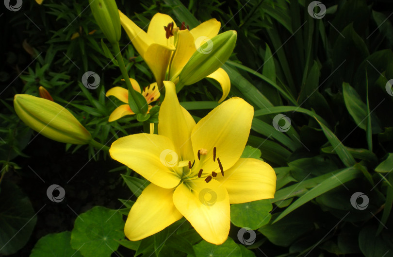 Скачать Цветок желтой лилии крупным планом на открытом воздухе, в естественных условиях, концепция садоводства для дизайна веб-сайта, полиграфии. фотосток Ozero