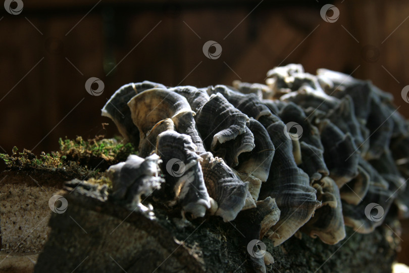Скачать Ушные экземпляры, паразитирующие на покрытой мхом древесине фотосток Ozero
