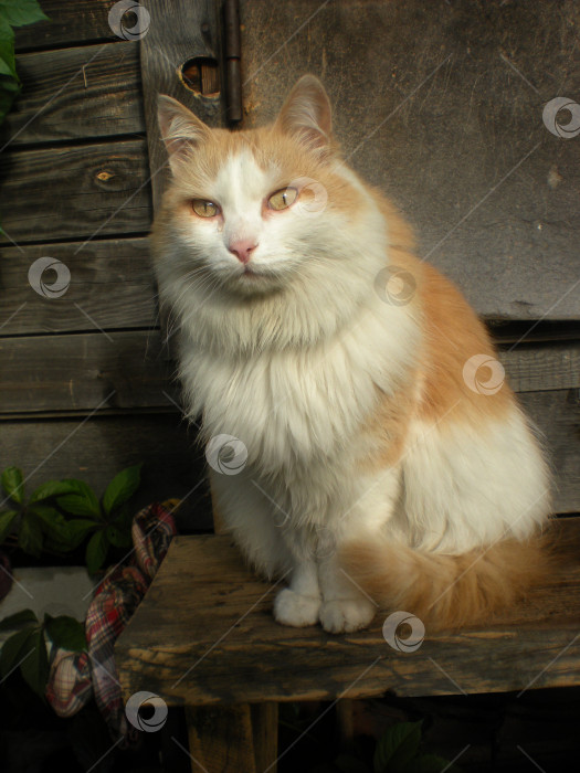 Скачать Пушистый персиковый котенок плачет, сидя за закрытой дверью в деревне, из глаз котенка текут слезы. На фоне старой двери деревянного дома фотосток Ozero