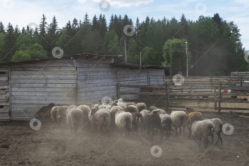 Скачать Небольшое стадо овец заходит в загон фотосток Ozero