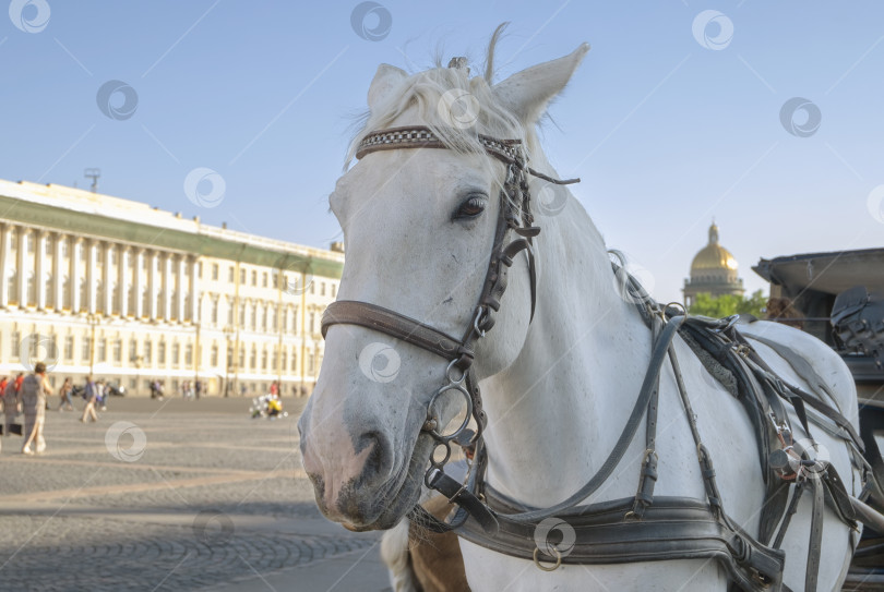 Скачать Лошадь, запряженная в коляску на городской площади фотосток Ozero