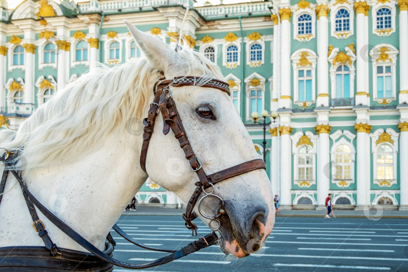 Скачать Белая лошадь для прогулок перед зданием Зимнего дворца фотосток Ozero