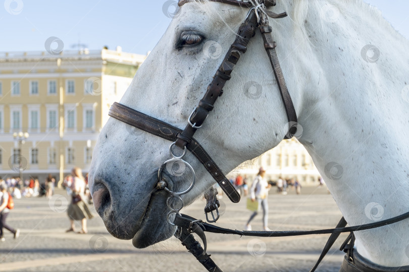 Скачать Лошадь, запряженная в коляску на городской площади фотосток Ozero
