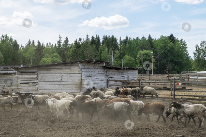 Скачать Небольшое стадо овец заходит в загон фотосток Ozero