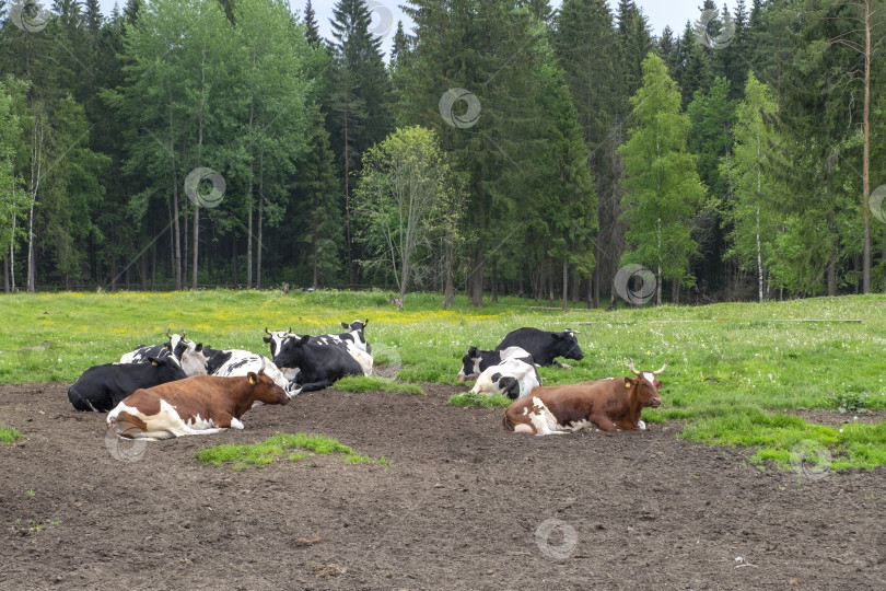 Скачать Пастбище, на котором лежат несколько упитанных фермерских коров фотосток Ozero