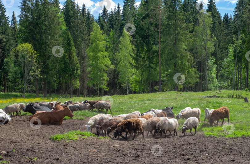 Скачать Домашний скот, овцы и коровы пасутся на опушке леса фотосток Ozero