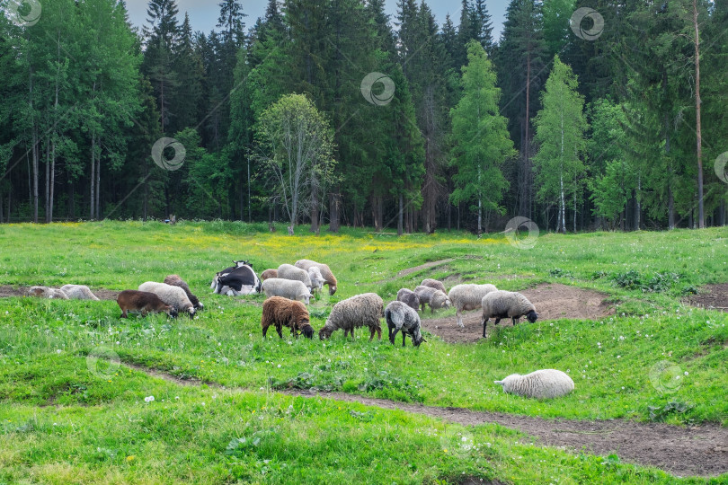 Скачать Домашний скот, овцы пасутся на опушке леса фотосток Ozero