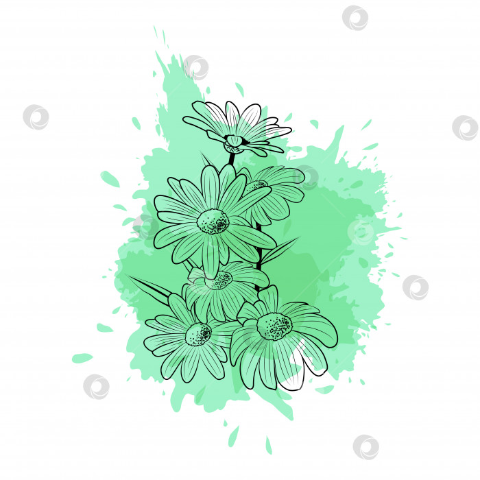 Скачать Контур цветов маргаритки на фоне акварельно-зеленого цвета фотосток Ozero