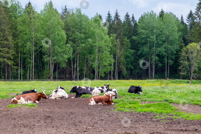 Скачать Пастбище, на котором лежат несколько упитанных фермерских коров фотосток Ozero