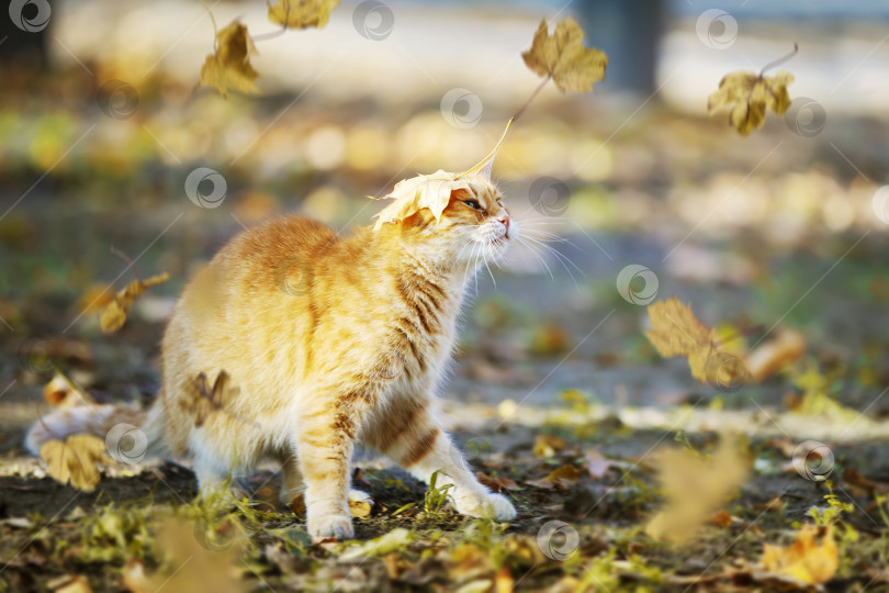 Скачать Забавный рыжий кот с кленовым листом на голове в осеннем парке. фотосток Ozero