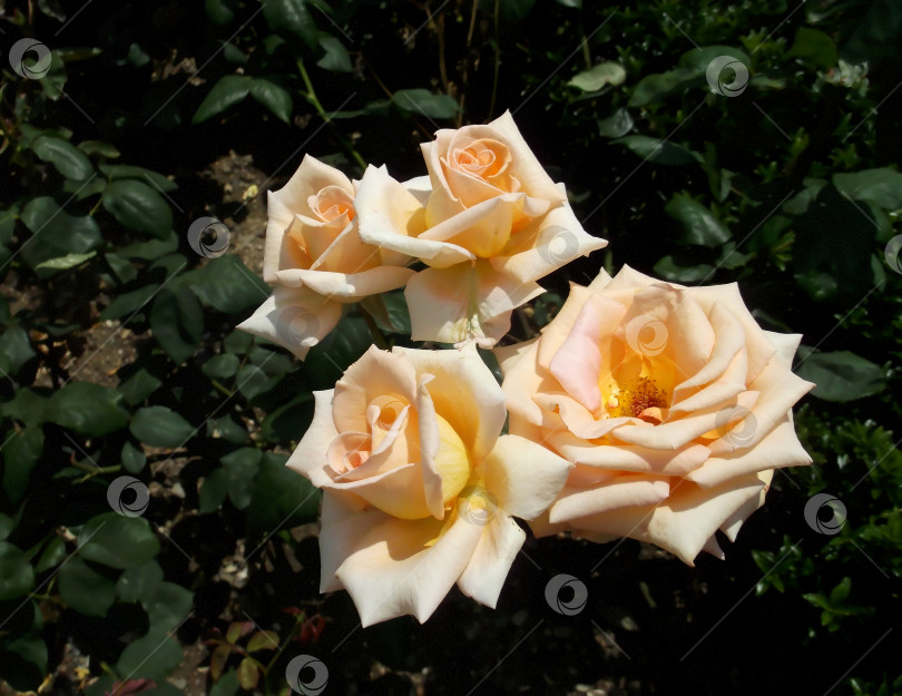 Скачать Четыре чайных розы в саду фотосток Ozero