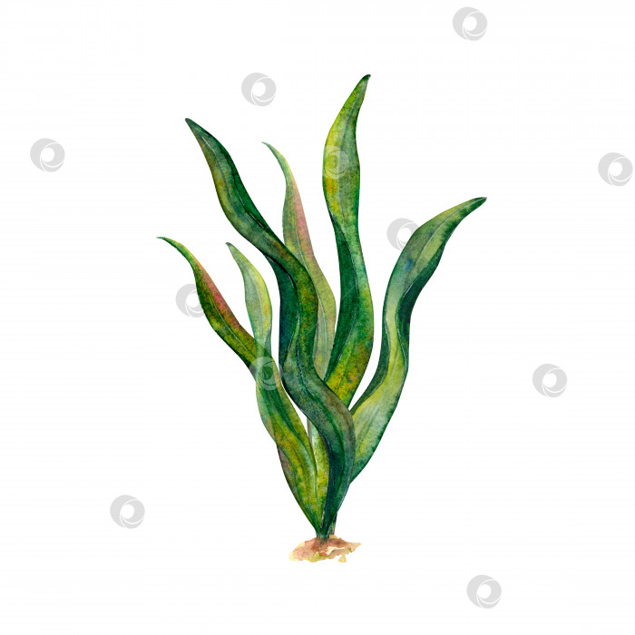 Скачать Акварельный рисунок ленточных водорослей, колышущихся под водой на белом фоне. Идеал или иллюстрация, наклейки, логотип, рамка, бордюр фотосток Ozero