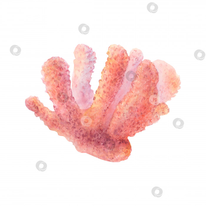 Скачать Акварельный рисунок розового коралла на белом фоне. Подводное изображение для наклеек, логотипа, фона, текстильной печати фотосток Ozero