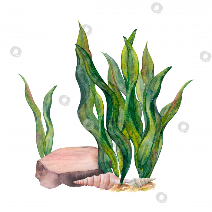 Скачать Нарисованный акварелью набор ленточных водорослей, донный камень, конусообразные ракушки на белом фоне. Подводная картинка для иллюстрации, наклейки, логотип, фон фотосток Ozero