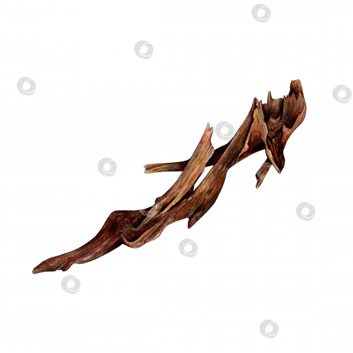 Скачать Акварелью нарисована массивная серовато-коричневая донная коряга на белом фоне. Подводная изолированная картинка для иллюстрации, наклейки, логотип, фон фотосток Ozero