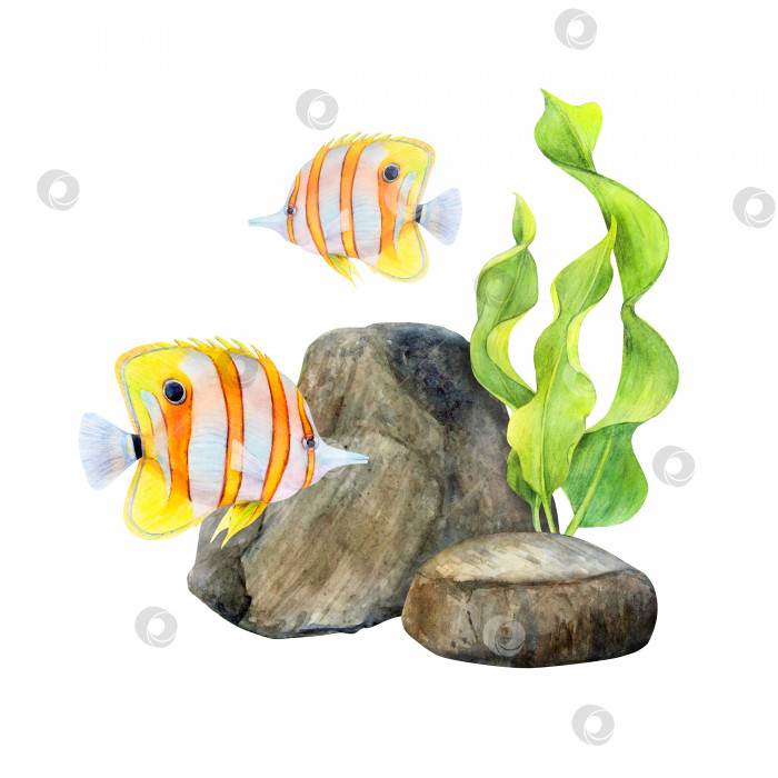 Скачать Набор акварельных рисунков с ленточными водорослями, донными камнями и двумя рыбками-бабочками на белом фоне. Подводная картинка для иллюстрации, наклейки, логотип фотосток Ozero