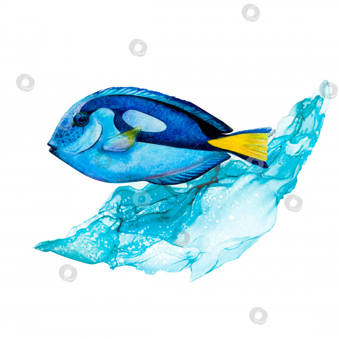 Скачать Акварельный рисунок рыбы-хирурга и голубой волны на белом фоне. Реалистично нарисованная подводная картинка для иллюстрации, наклеек, логотипа, плаката фотосток Ozero
