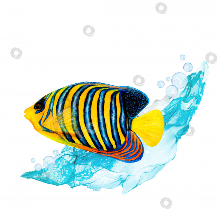 Скачать Акварельный рисунок королевской рыбы-ангела и голубой волны на белом фоне. Реалистично нарисованная подводная картинка для иллюстрации, наклеек, логотипа, плаката фотосток Ozero