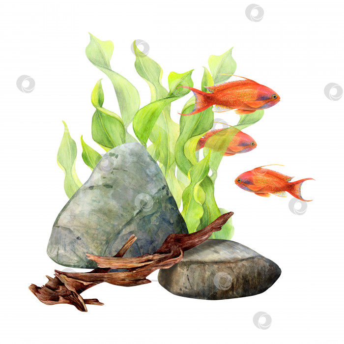 Скачать Нарисованный акварелью набор ленточных водорослей, донных камней, коряги и рыбы антиас на белом фоне. Подводное изображение для иллюстрации, наклеек, логотипа, текстильной печати фотосток Ozero