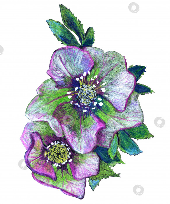 Скачать Цветы морозника с листьями, нарисованными акварельными карандашами. Коллекция цветов. фотосток Ozero