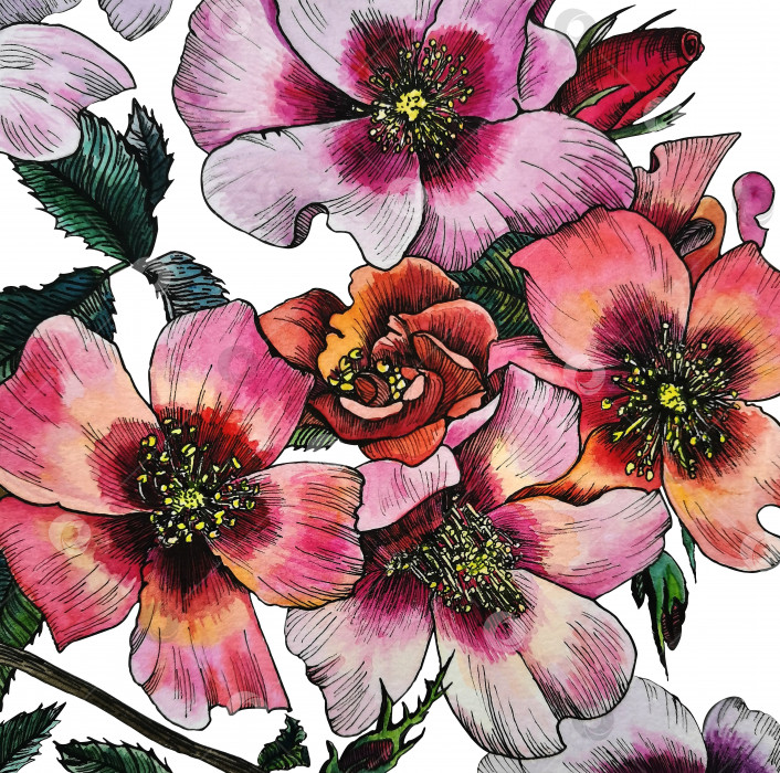 Скачать Куст персидской розы. Соцветие из нескольких цветков. Акварельная иллюстрация, нарисованная от руки. фотосток Ozero