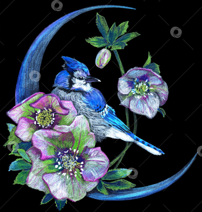 Скачать Синяя птица, цветы морозника и луна. Нарисовано от руки акварельными карандашами фотосток Ozero