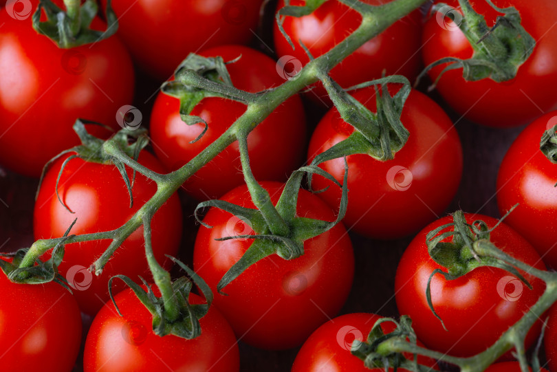 Скачать Пучок свежих красных помидоров с зелеными плодоножками фотосток Ozero