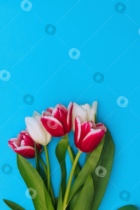 Скачать Букет розовых и белых тюльпанов на голубом фоне.Красивый праздничный букет. фотосток Ozero